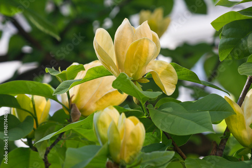 Spring blooming yellow magnolia tree. Magnolia branches blooming close-up