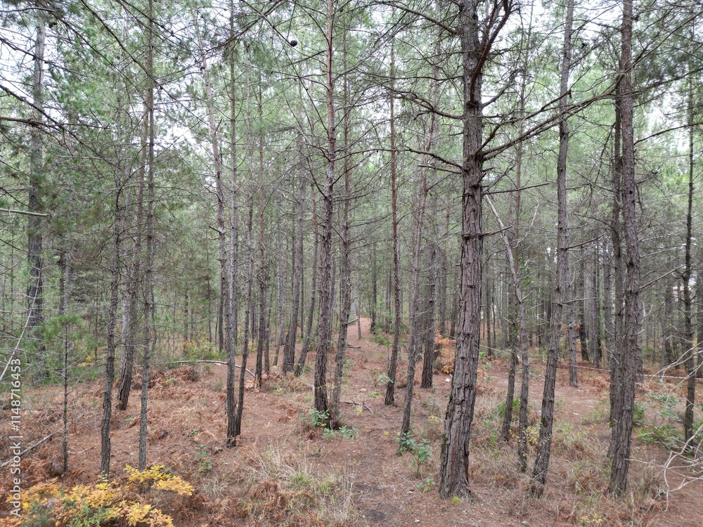 Fototapeta premium default