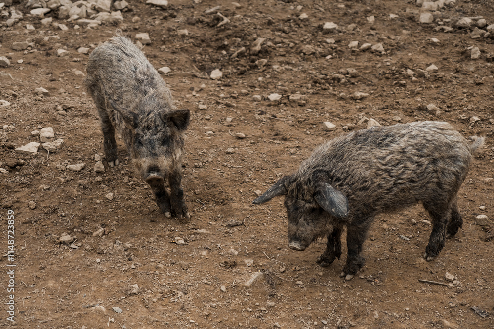 Two Wild Boars foraging in a Rustic Muddy Environment Two Wild Boars foraging in a Rustic Muddy Environment