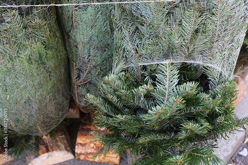 Vente de sapins en décembre pour Noël et les fêtes photo