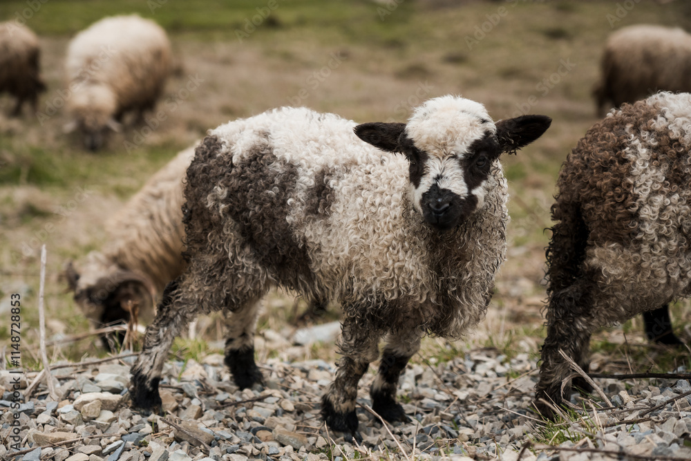 Playful Lamb Grazing in Pastoral Landscape Playful Lamb Grazing in Pastoral Landscape