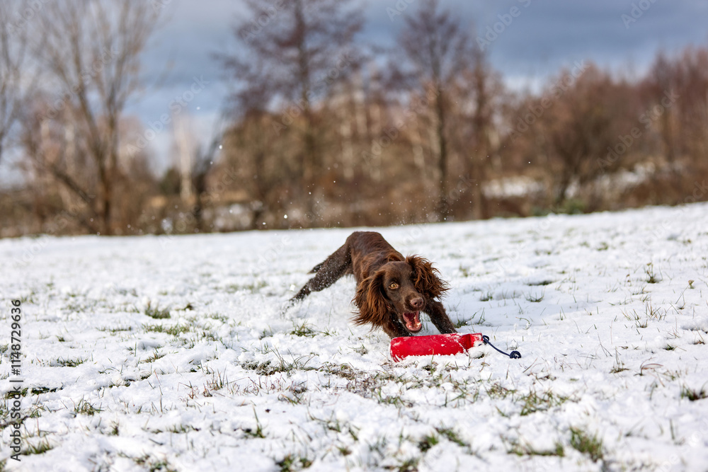 Joyful Brown Spaniel Running Through Snowy Field Joyful Brown Spaniel Running Through Snowy Field