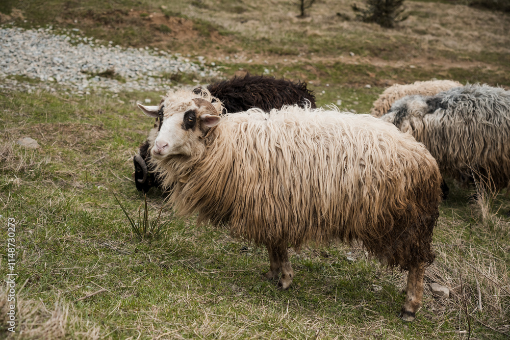 Majestic Long-Haired Sheep Roaming in Serene Countryside Majestic Long-Haired Sheep Roaming in Serene Countryside
