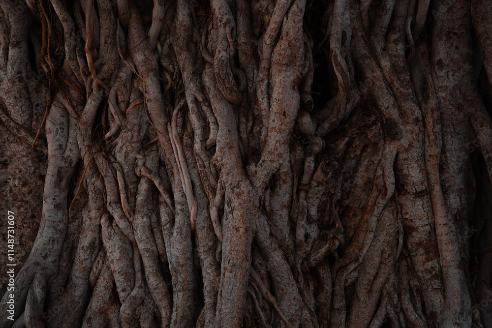 Old tree trunk continuos backgound graphic overlay Old tree trunk continuos backgound graphic overlay