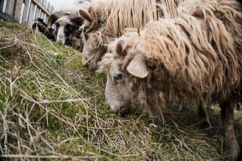 Flock of Grazing Sheep on Green Pasture photo