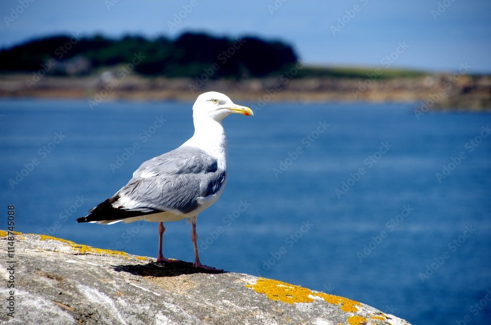 Seagull on Brehat island in Brittany in France, Europe Seagull on Brehat island in Brittany in France, Europe