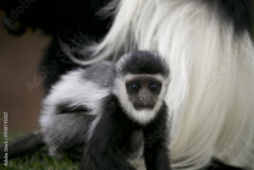 Colobus guereza photo