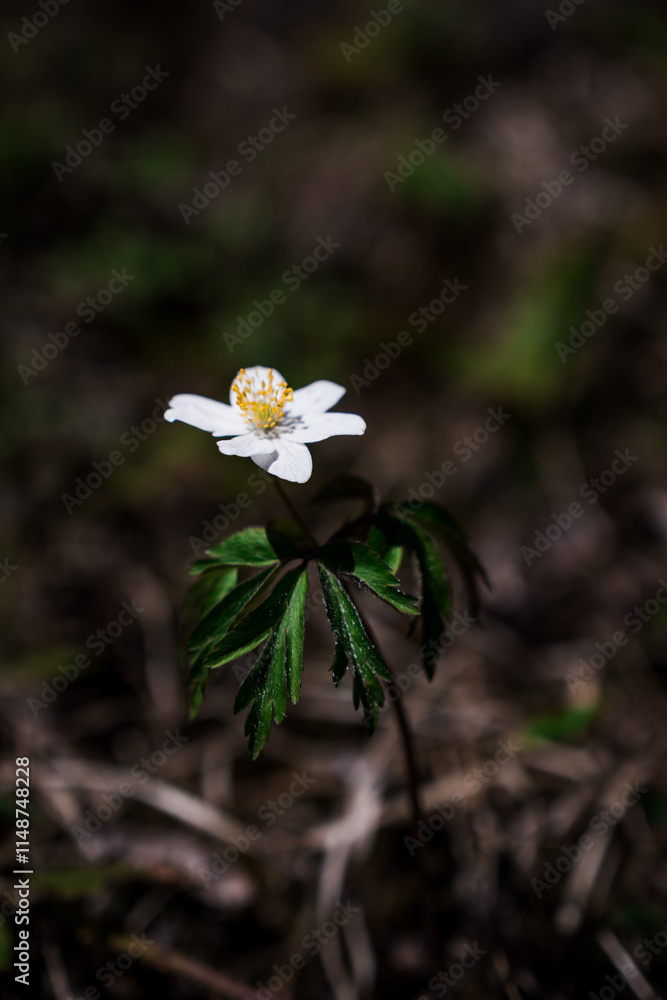 Delicate White Flower Amidst Dark Forest Floor Delicate White Flower Amidst Dark Forest Floor