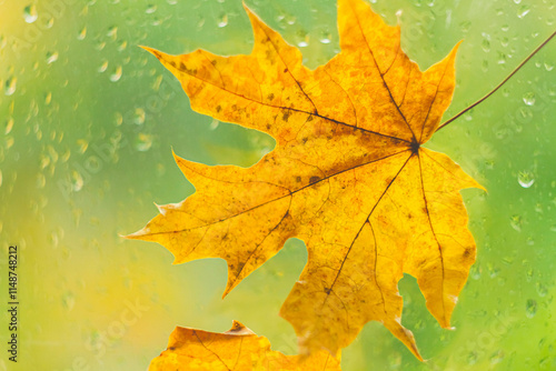 Wallpaper Mural Autumn maple leaf yellow on glass with raindrops. Autumn weather. Rain outside window.. Torontodigital.ca