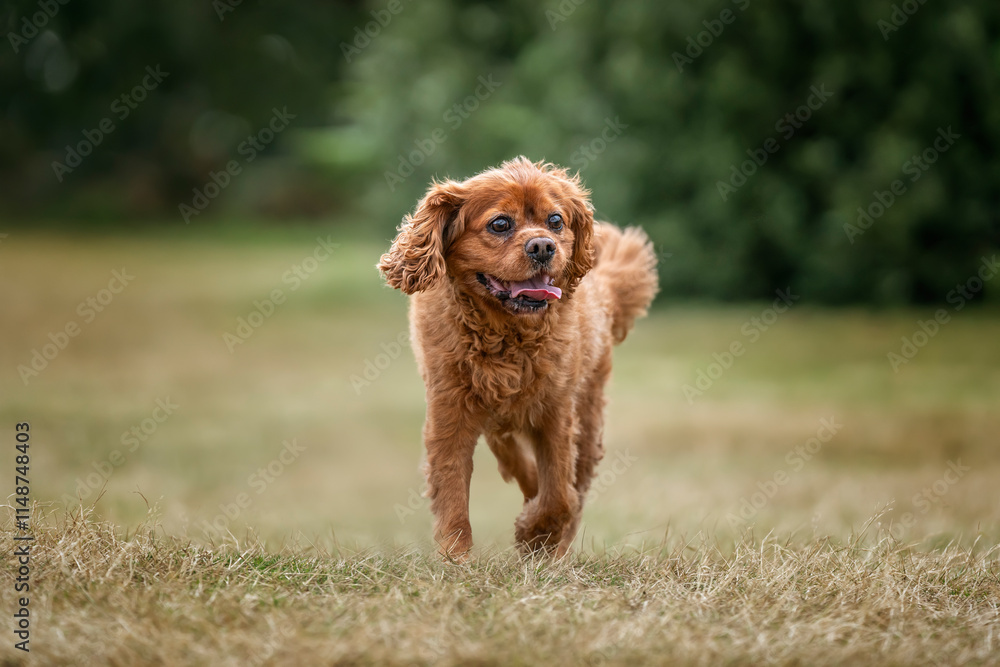 Fototapeta premium King Charles Cavalier on Ascot Racecourse