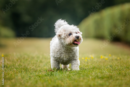 Fotografía Bichon Frise at Ascot Racecourse in Berkshire