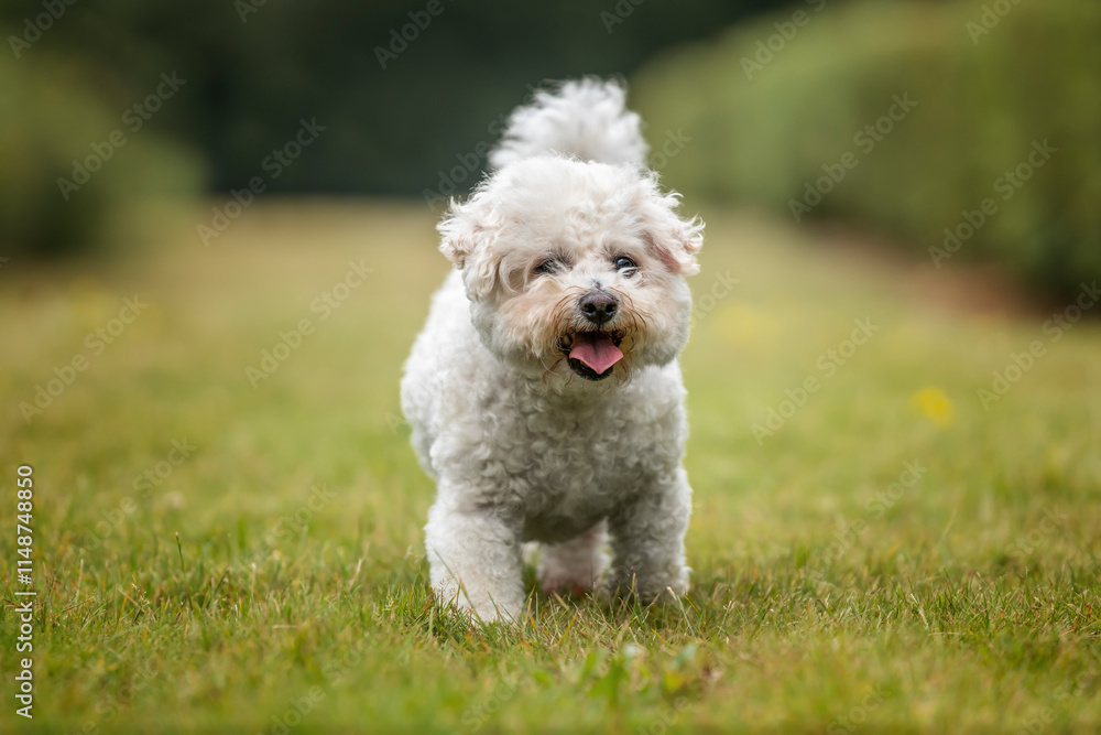Bichon Frise at Ascot Racecourse in Berkshire Bichon Frise at Ascot Racecourse in Berkshire