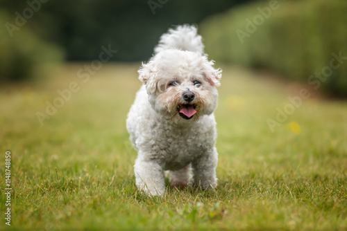 Obraz na plátně Bichon Frise at Ascot Racecourse in Berkshire