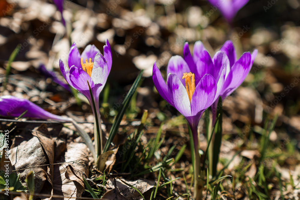 Vibrant Crocuses Blooming in Early Spring Through Leaf Litter Vibrant Crocuses Blooming in Early Spring Through Leaf Litter