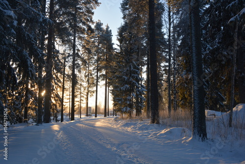 Beautiful winter nature, illuminated by light rays of light. Tall green pines, spruces, trees covered with white snow, large snowdrifts with white beaten paths, snow-covered road in Varkaus, Finland. photo