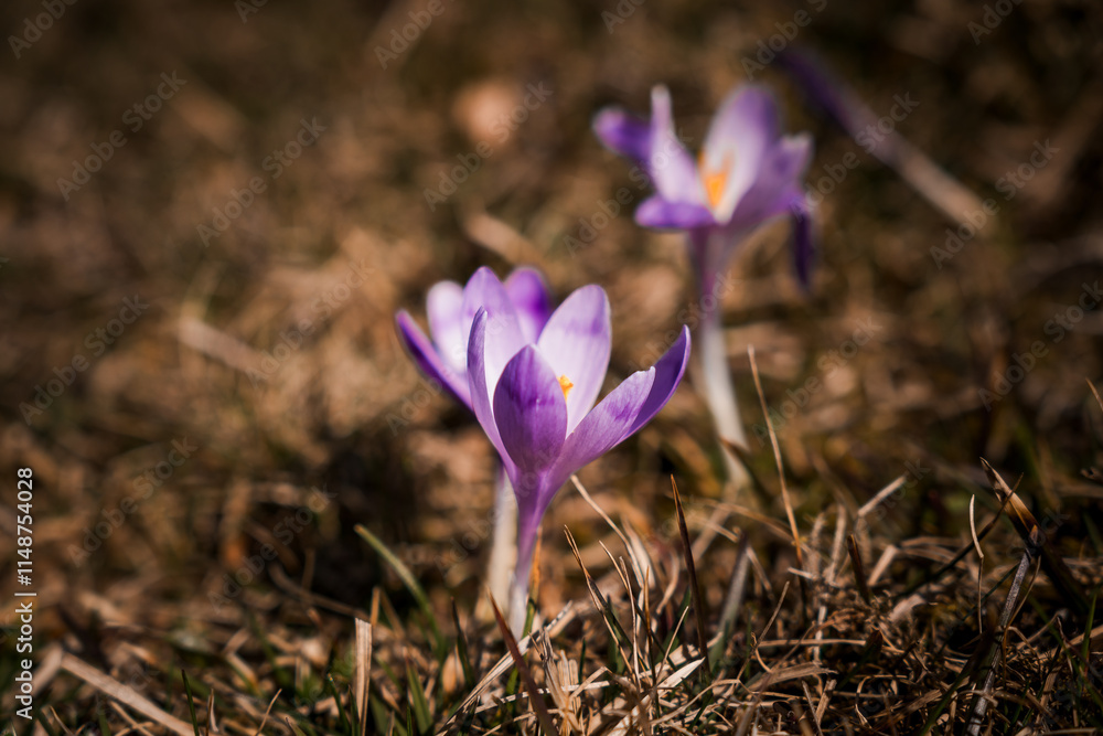 Spring Crocuses Blooming in Sunlight on a Grass Field Spring Crocuses Blooming in Sunlight on a Grass Field