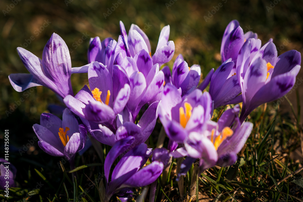 Vibrant Cluster of Blooming Purple Crocuses in Springtime Garden Vibrant Cluster of Blooming Purple Crocuses in Springtime Garden