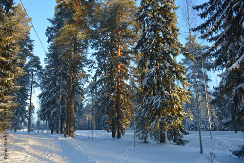 Beautiful winter nature, illuminated by light rays of light. Tall green pines, spruces, trees covered with white snow, large snowdrifts with white beaten paths, snow-covered road in Varkaus, Finland. photo