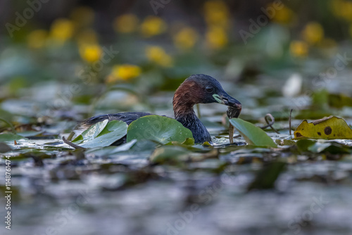 Zwergtaucher mit Fisch und Blutegel - aufgenommen aus dem floating hide  photo