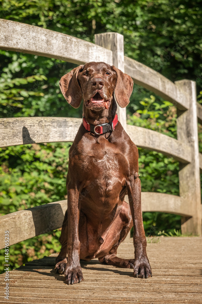 Brown German Shorthaired Pointer GSP in Windsor Great Park on a wooden bridge Brown German Shorthaired Pointer GSP in Windsor Great Park on a wooden bridge
