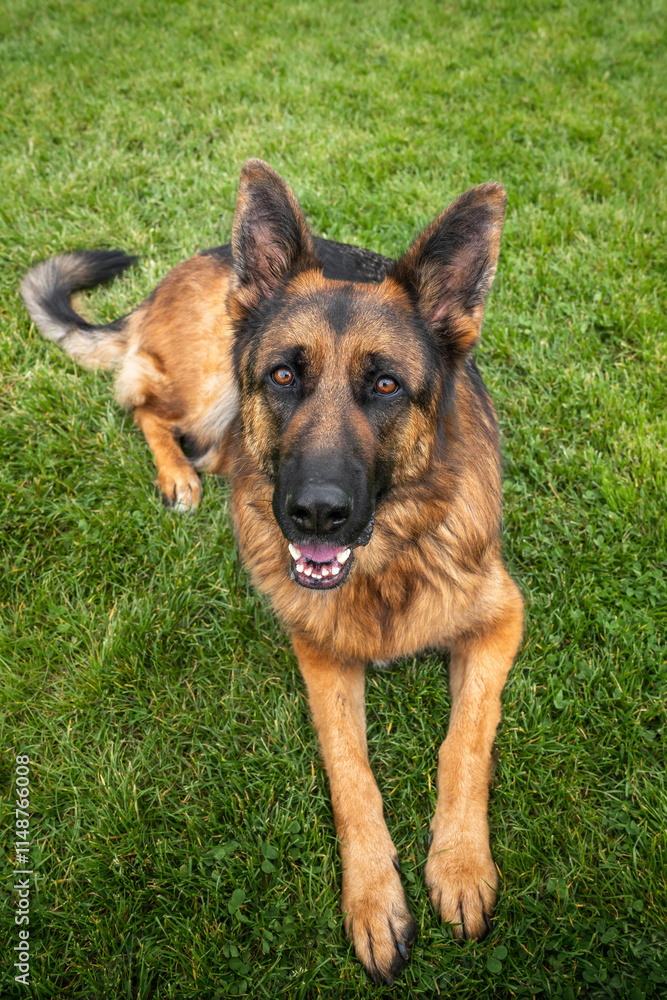 German Shepherd Dog on Windsor Long Walk laying down looking at the camera