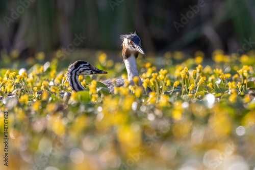 Haubentaucher schwimmt mit Küken in einem Teich mit blühenden Wasserpflanzen - aufgenommen aus dem floating hide photo