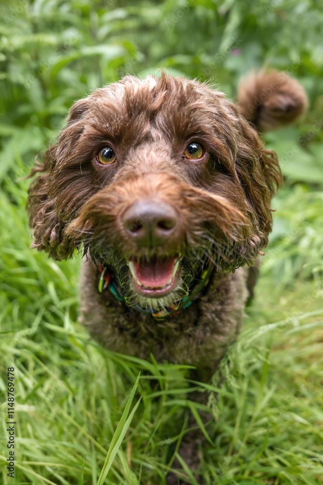 Brown cockapoo in the Windsor forest with a very happy face Brown cockapoo in the Windsor forest with a very happy face