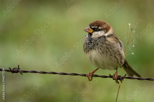 Passer hispaniolensis