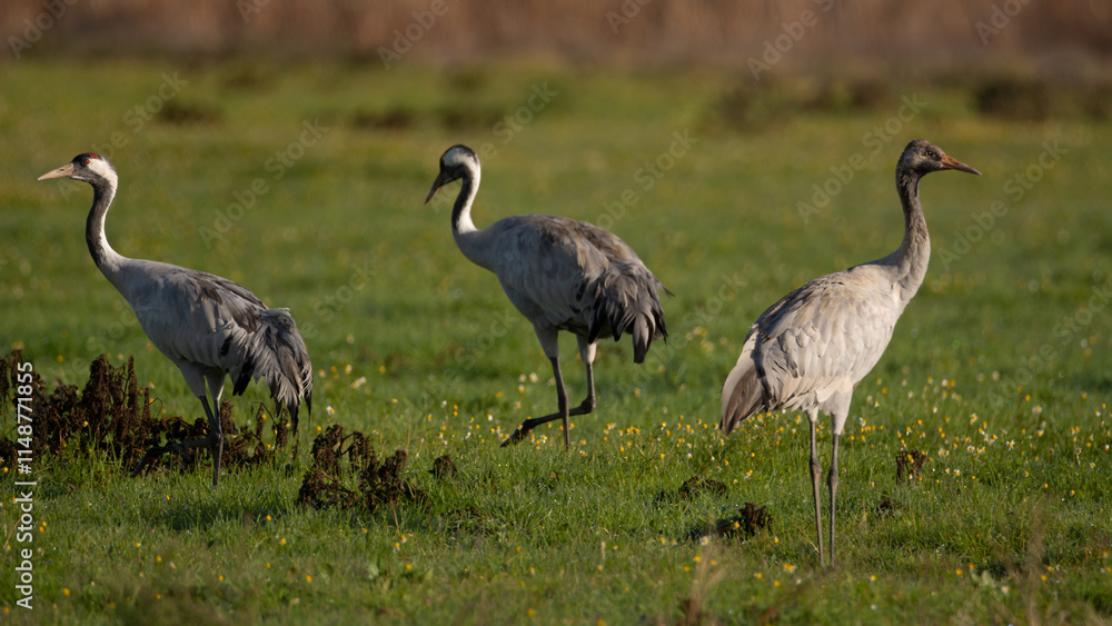 Obraz premium Grus grus