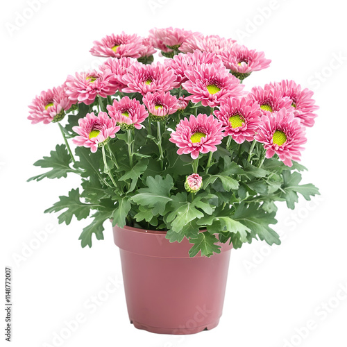 Wallpaper Mural Blooming Pink Chrysanthemum Potted Plant  Home Decor  Garden Flowers Torontodigital.ca