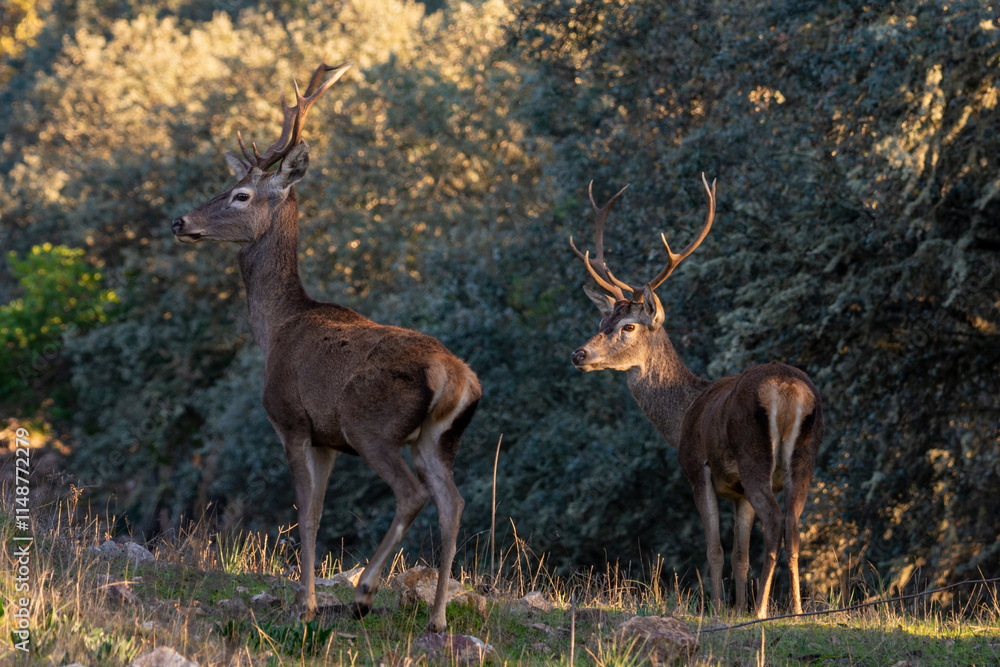 Obraz premium Cervus elaphus