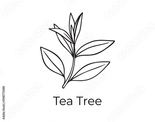 tea tree leaves doodle hand drawn icon. Outline drawing tea tree leaves organic natural cosmetic ingredient line clipart symbol 