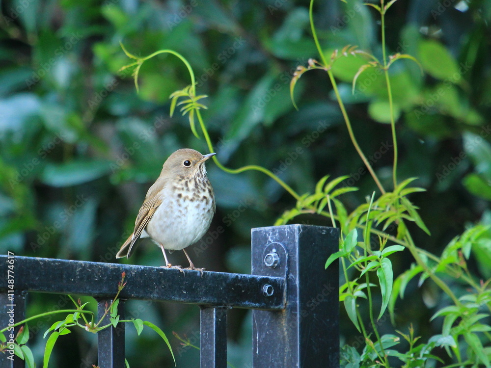Naklejka premium Bird on Fence