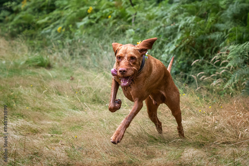 Wired hair Vizsla dog at Virginia Water on a run Wired hair Vizsla dog at Virginia Water on a run