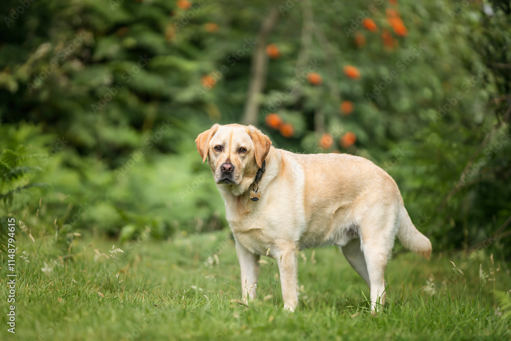 Yellow Labrador having fun at Ascot Heath in the summer Yellow Labrador having fun at Ascot Heath in the summer