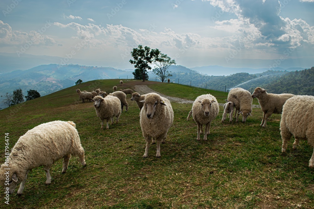 Flock of Sheep Eagerly Looking at Food in Hand on a Scenic Mountain Landscape Flock of Sheep Eagerly Looking at Food in Hand on a Scenic Mountain Landscape
