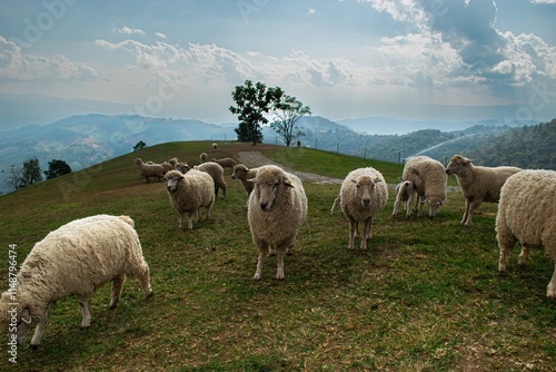 Flock of Sheep Eagerly Looking at Food in Hand on a Scenic Mountain Landscape