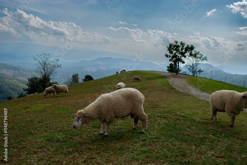 Sheep Casually Standing on Grass in a Natural Pastoral Setting