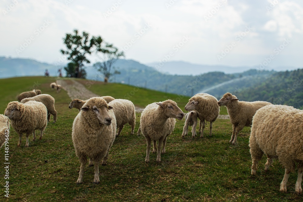 Flock of Sheep Standing Together Amidst Majestic Mountains and Scenic Nature Flock of Sheep Standing Together Amidst Majestic Mountains and Scenic Nature