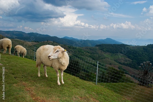 Bleating Sheep Amidst Serene Mountain Landscape and Natural Beauty