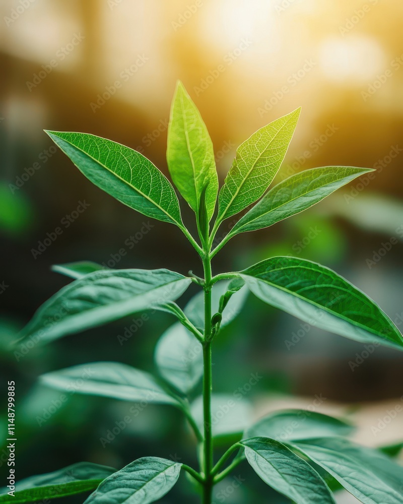 A close-up of a vibrant green plant with elongated leaves, bathed in warm sunlight, symbolizing growth and nature's beauty. A close-up of a vibrant green plant with elongated leaves, bathed in warm sunlight, symbolizing growth and nature's beauty.