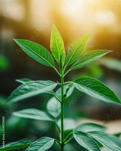 A close-up of a vibrant green plant with elongated leaves, bathed in warm sunlight, symbolizing growth and nature's beauty.