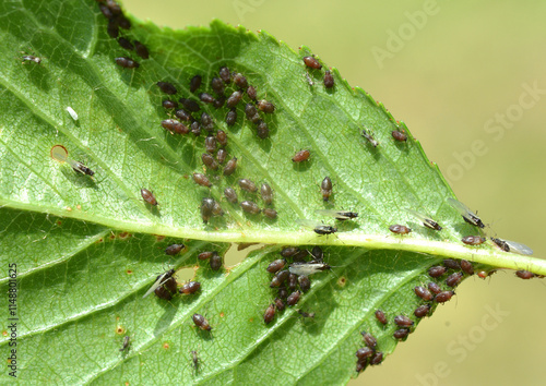 Foto Cherry aphid (Myzus cerasi) on a tree leaf
