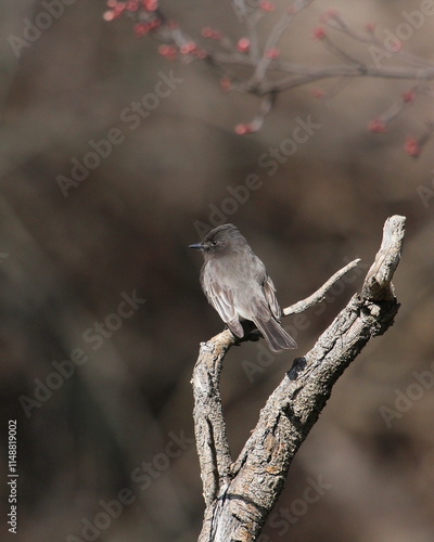 Black Phoebe on Branch photo