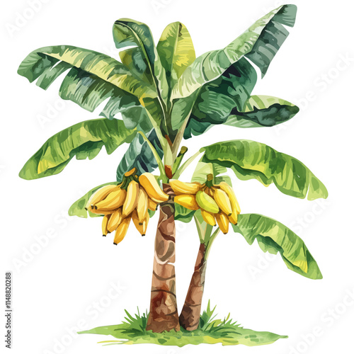 A watercolor vector of a tropical banana tree with ripening fruit, isolated on a white background. Banana tree vector.
