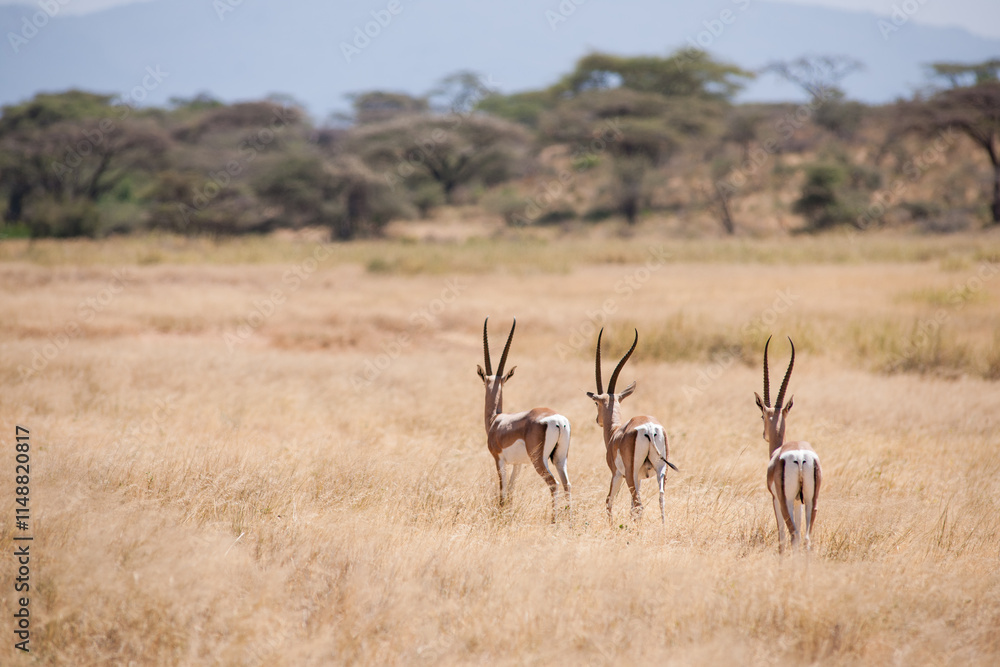 Fototapeta premium impala in the savannah