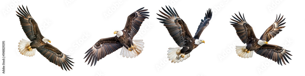 PNG Majestic Bald Eagles in Flight Isolated on White Background - Realistic Wildlife Bird Illustrations for Design Projects PNG Majestic Bald Eagles in Flight Isolated on White Background - Realistic Wildlife Bird Illustrations for Design Projects