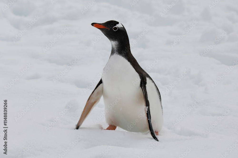 Fototapeta premium Manchot papou de profil - Antarctique