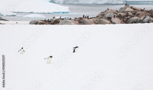 manchot papou sur Pléneau Islande photo