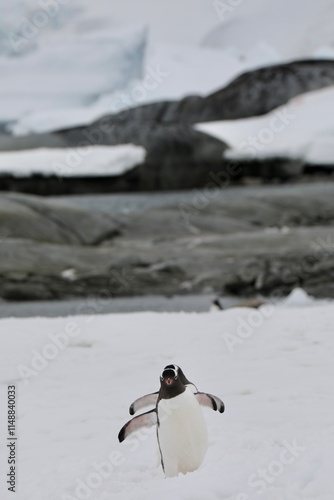 Manchot papou en train de marcher - Antarctique photo